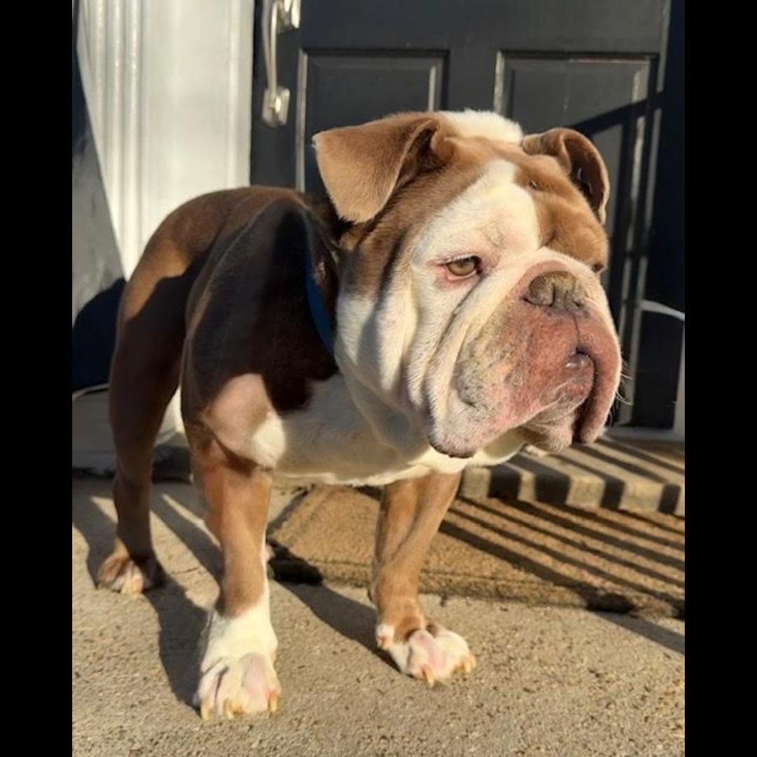 Enlarge The Dude, an adopted mixed breed in Midlothian, VA image 6/6