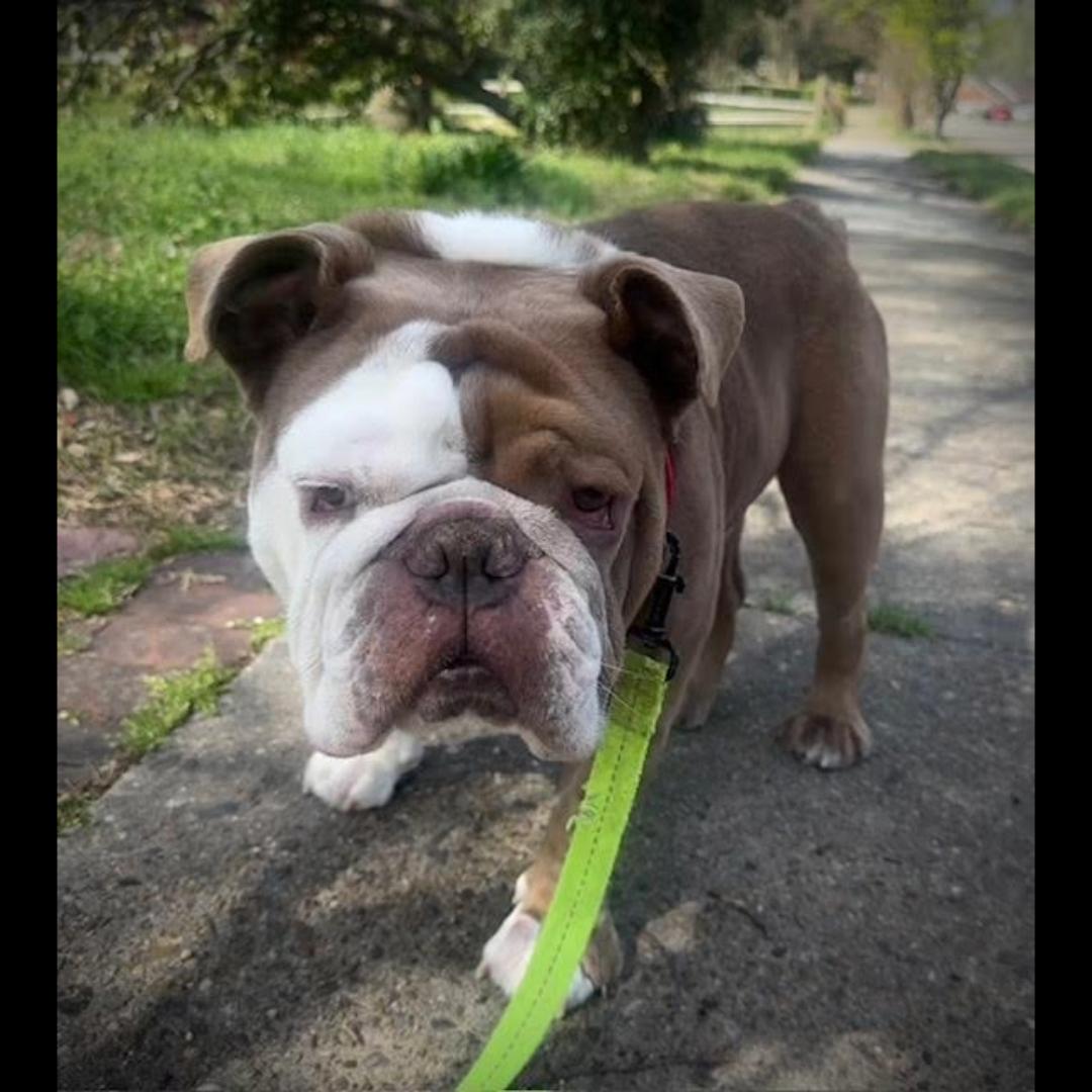 Enlarge The Dude, an adopted mixed breed in Midlothian, VA image 2/6