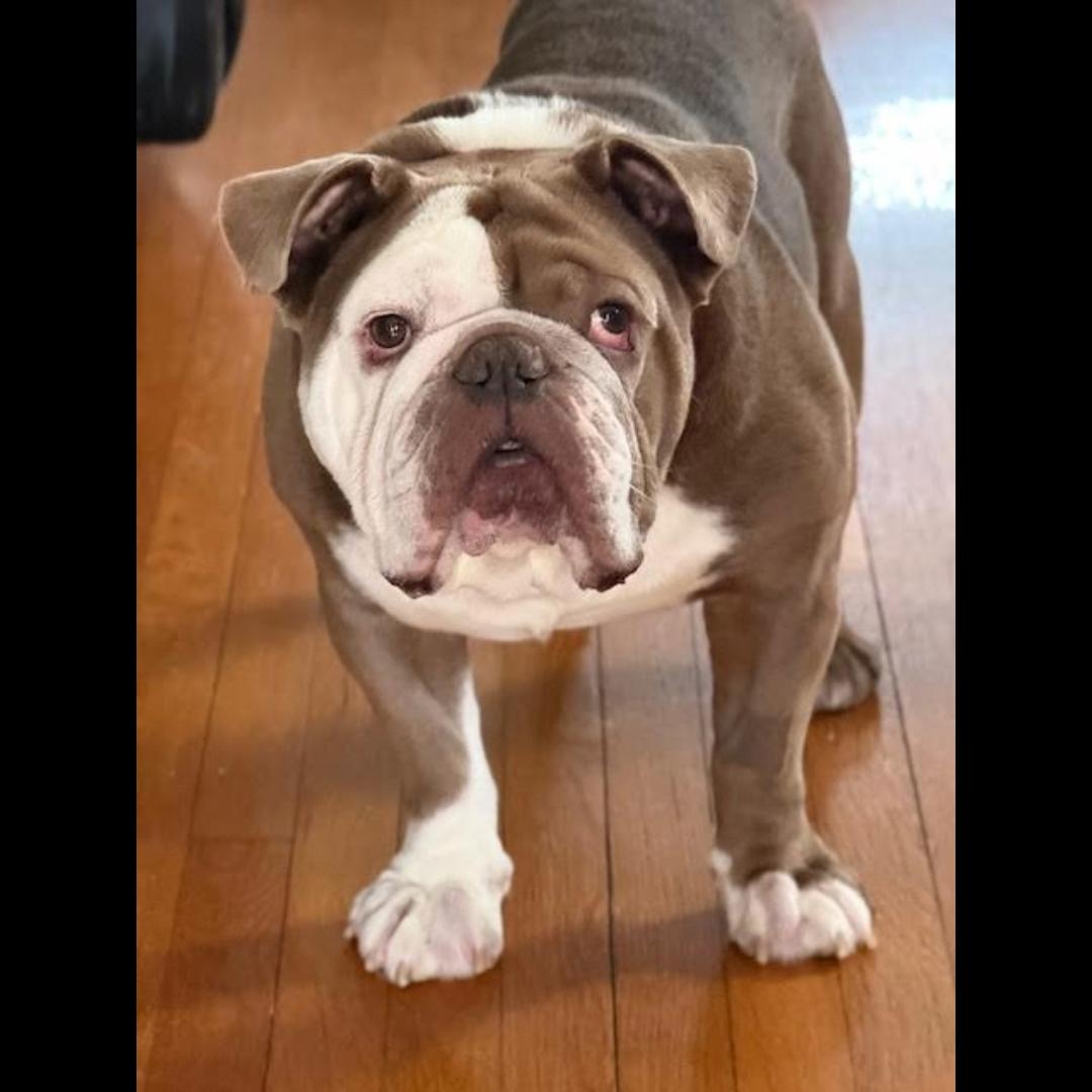 Enlarge The Dude, an adopted mixed breed in Midlothian, VA image 3/6