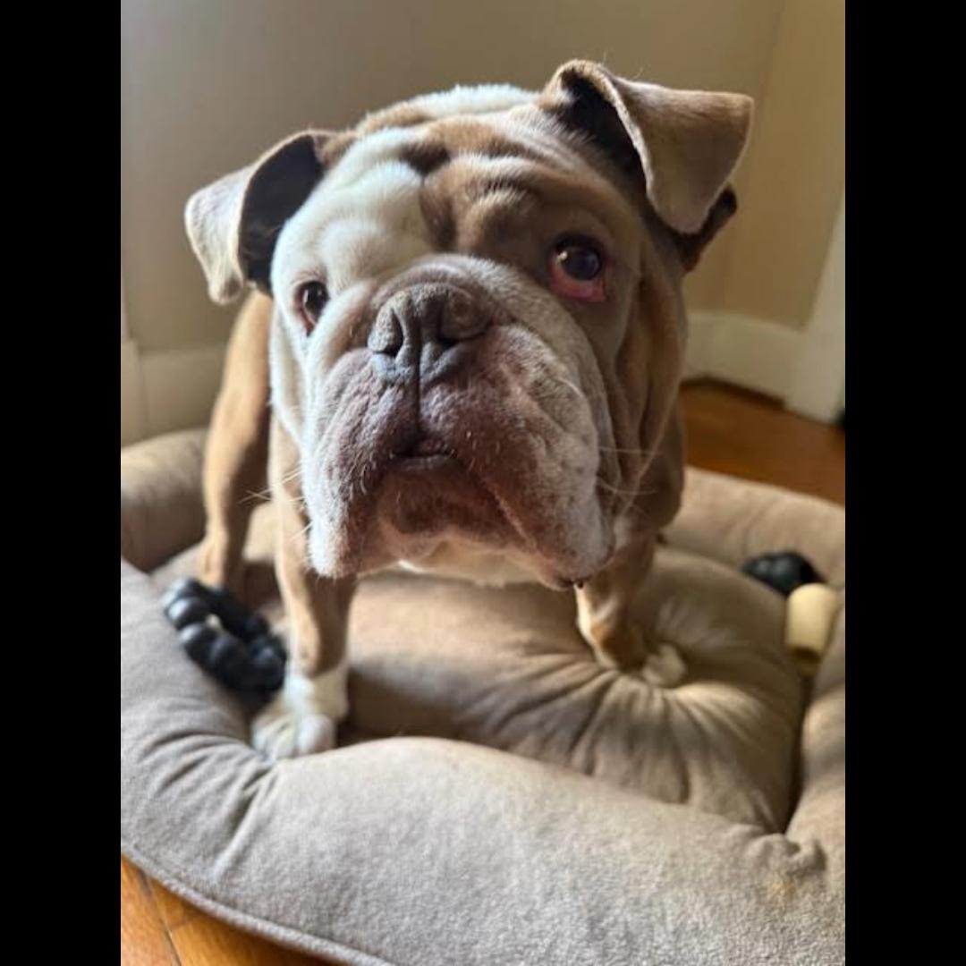 Enlarge The Dude, an adopted mixed breed in Midlothian, VA image 5/6