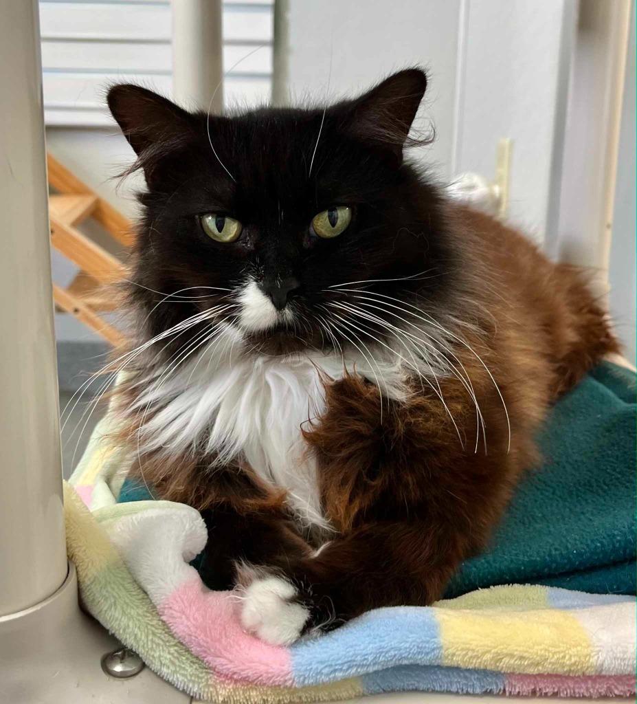 Atoka, ADOPTABLE, Young Female Domestic Short Hair.