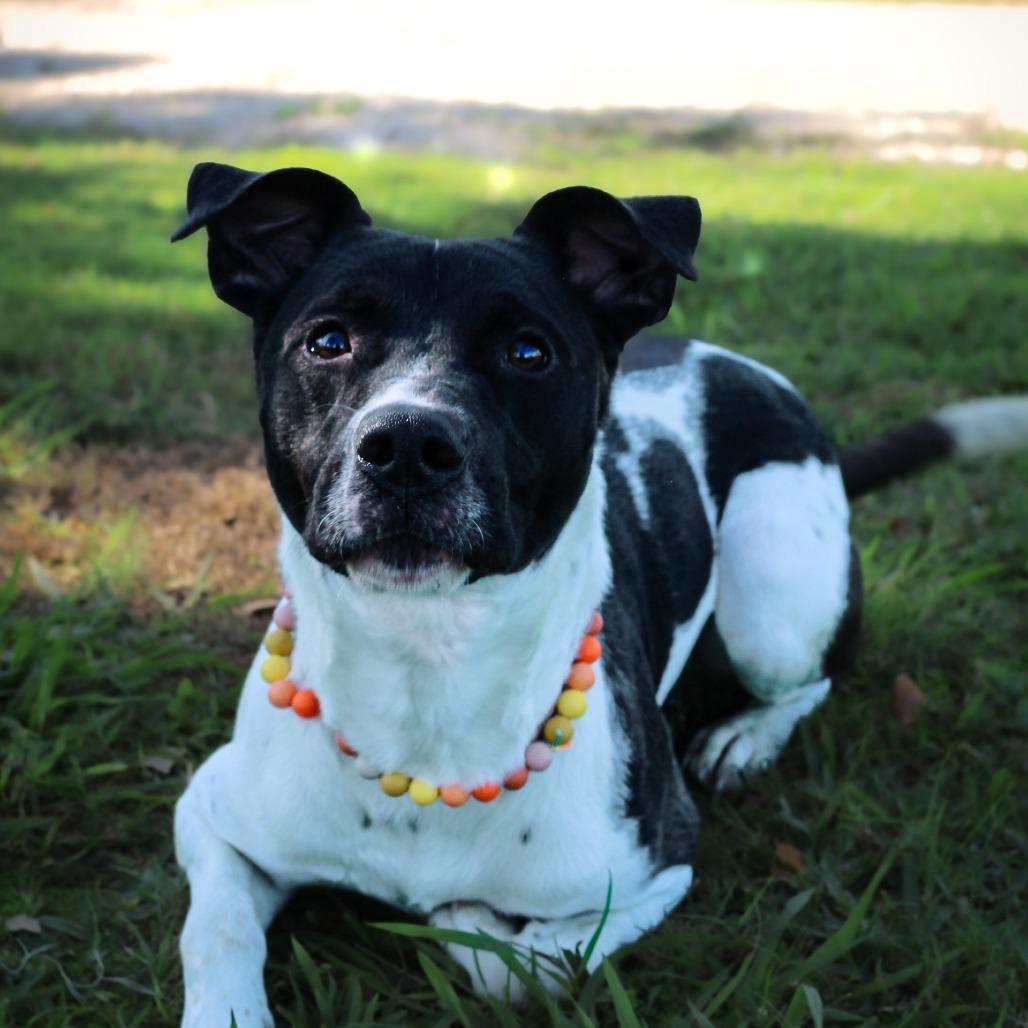 Enlarge Kohl, a Adoptable Mixed Breed in Lake Jackson, TX image 1/3