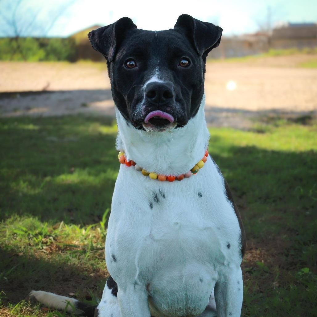Enlarge Kohl, a Adoptable Mixed Breed in Lake Jackson, TX image 2/3