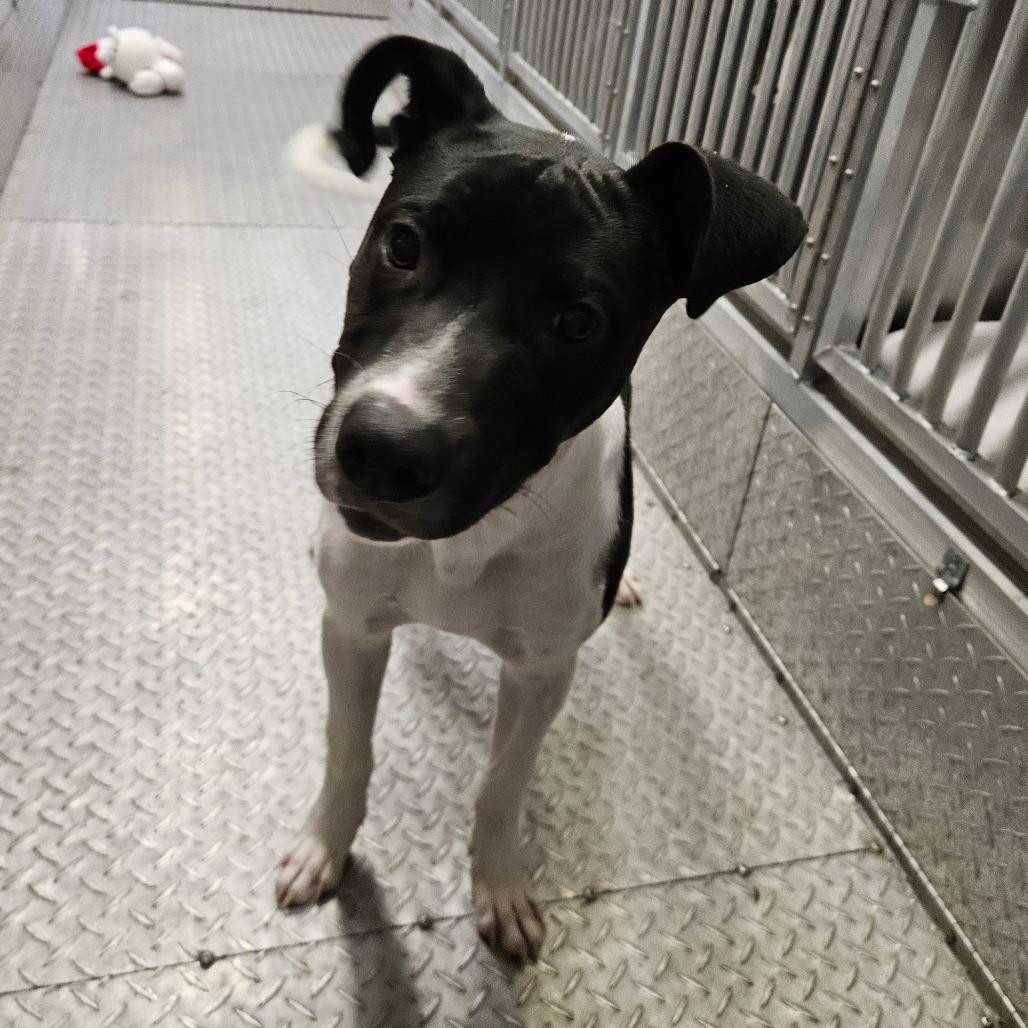 Kohl, Adoptable, Adult Male Mixed Breed.