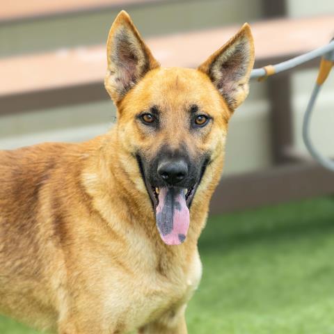 Enlarge WESTON, a Adoptable mixed breed in Camarillo, CA image 1/1
