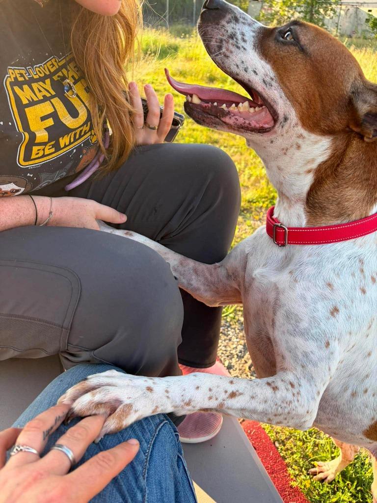 Enlarge Detroit, a Adoptable mixed breed in Warren, MI image 1/5