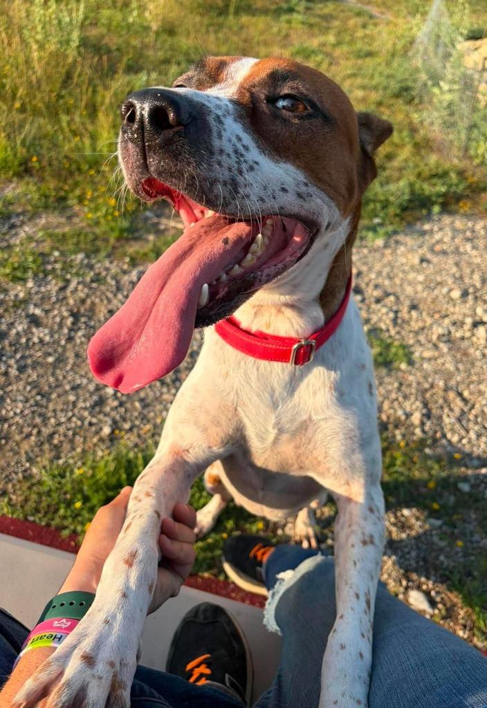 Enlarge Detroit, a Adoptable mixed breed in Warren, MI image 3/5