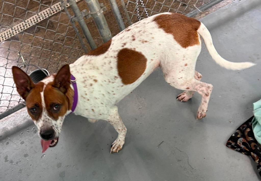 Enlarge Detroit, a Adoptable mixed breed in Warren, MI image 4/5