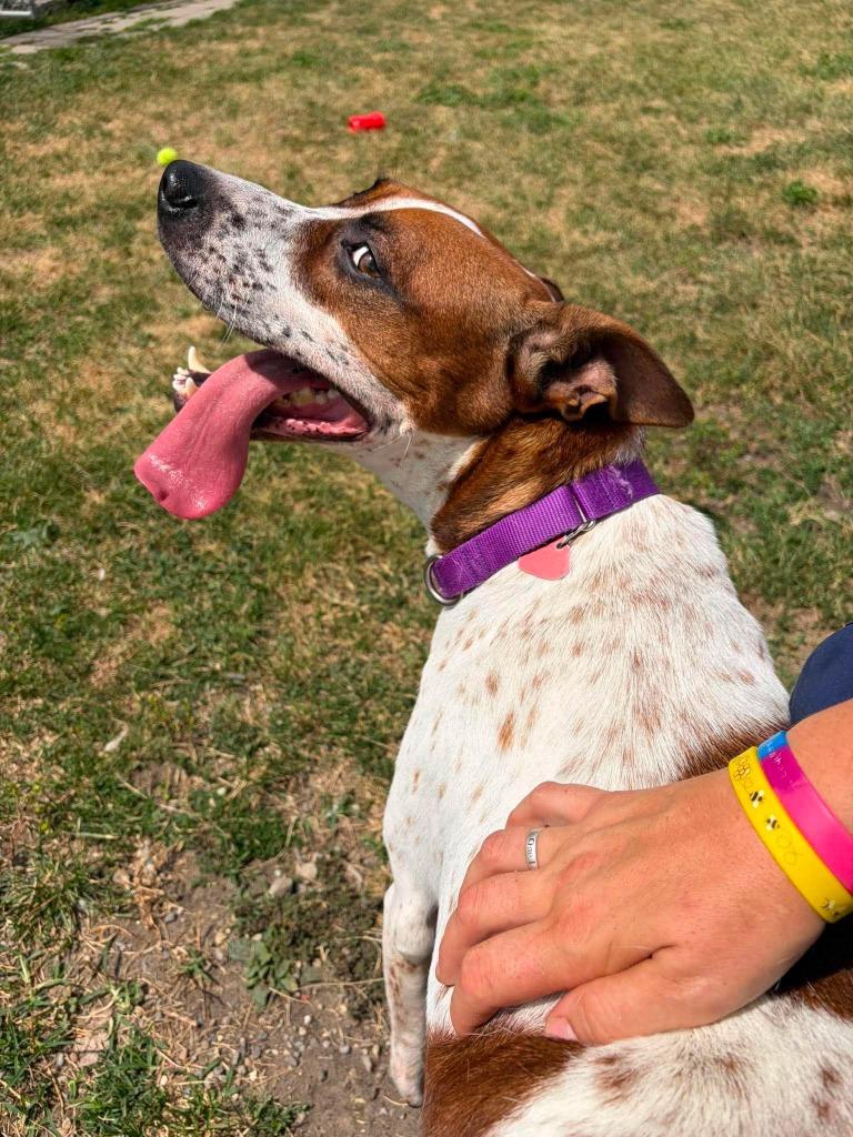 Enlarge Detroit, a Adoptable mixed breed in Warren, MI image 5/5