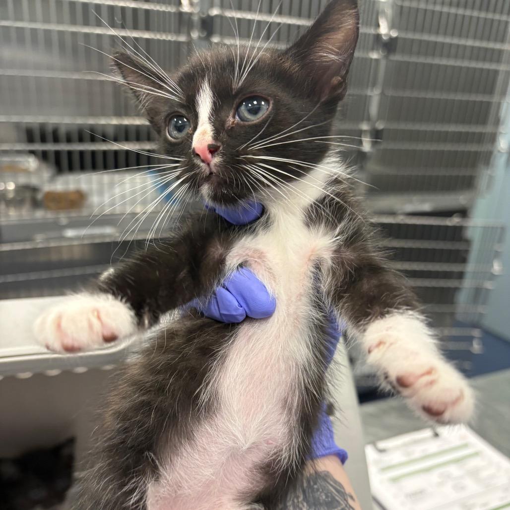Zach, Adoptable, Kitten Male Domestic Short Hair.