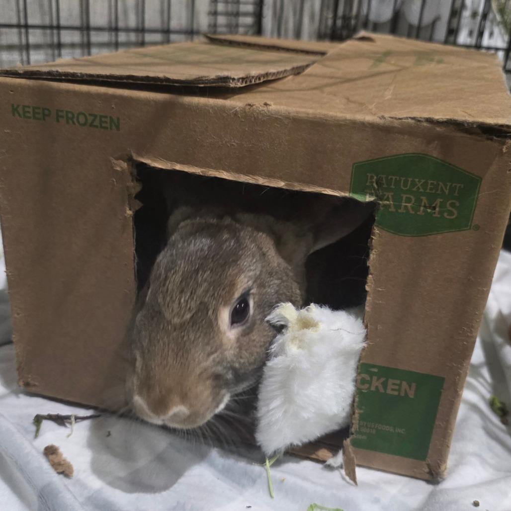 Enlarge Calla Lily, a Adoptable American in Waukesha, WI image 1/6