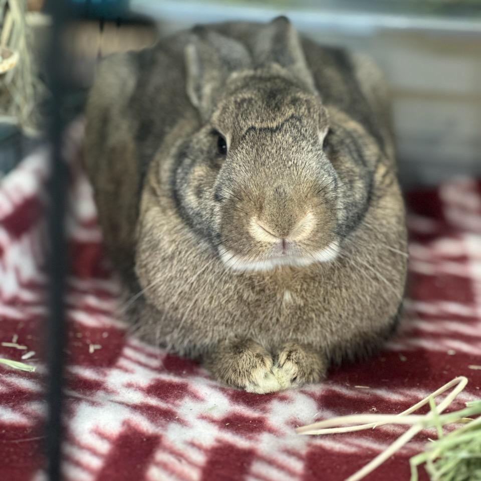 Enlarge Calla Lily, a Adoptable American in Waukesha, WI image 5/6