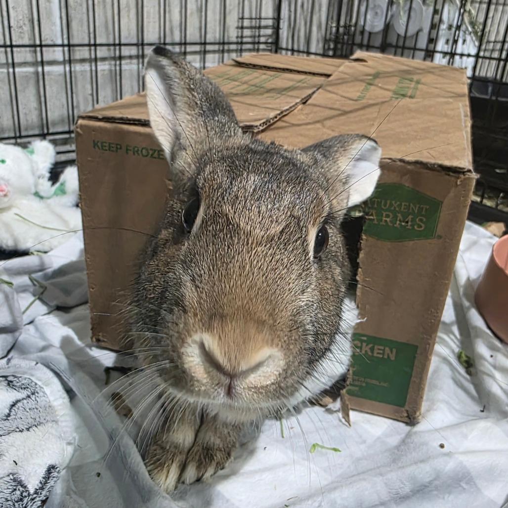 Enlarge Calla Lily, a Adoptable American in Waukesha, WI image 6/6