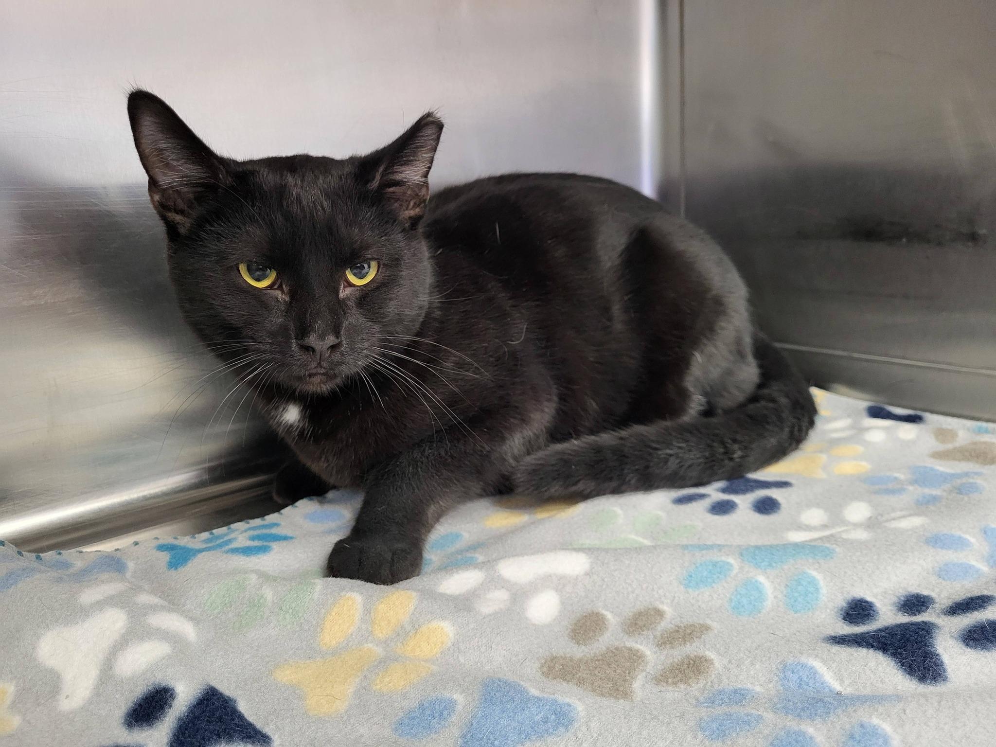 Mikey, a ADOPTABLE Domestic Short Hair in Chilton, WI image 3/5