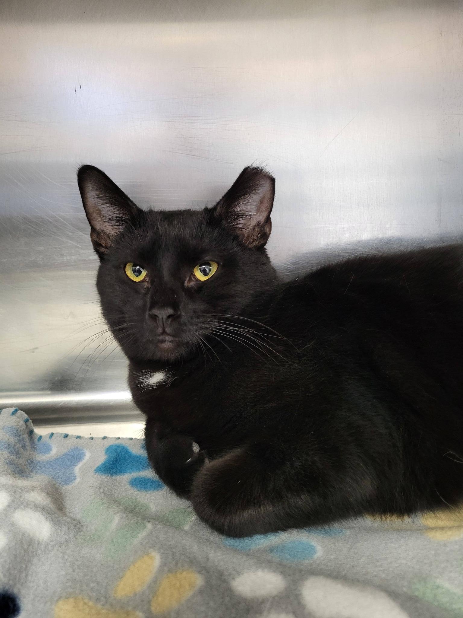 Mikey, a ADOPTABLE Domestic Short Hair in Chilton, WI image 5/5
