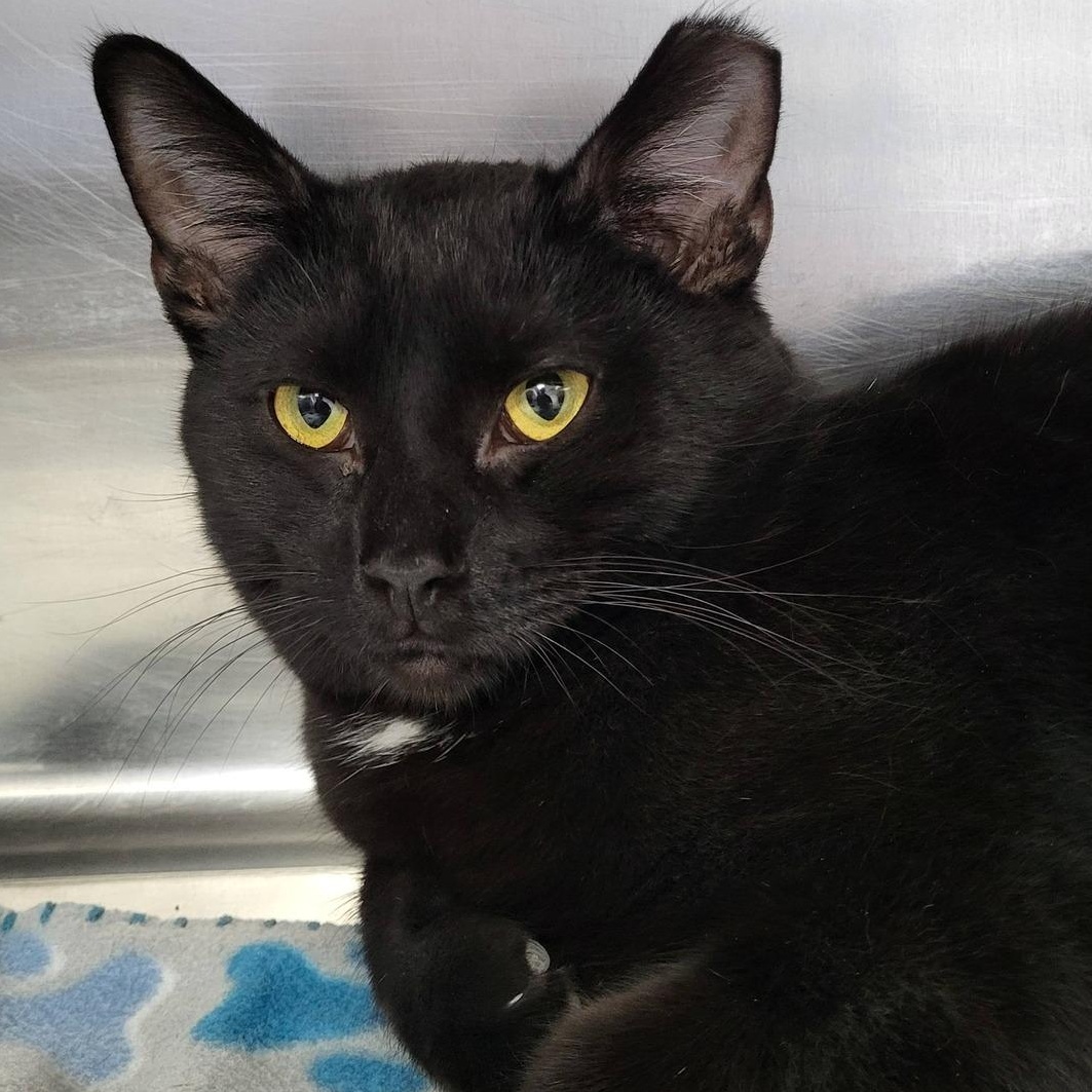 Mikey, ADOPTABLE, Young Male Domestic Short Hair.