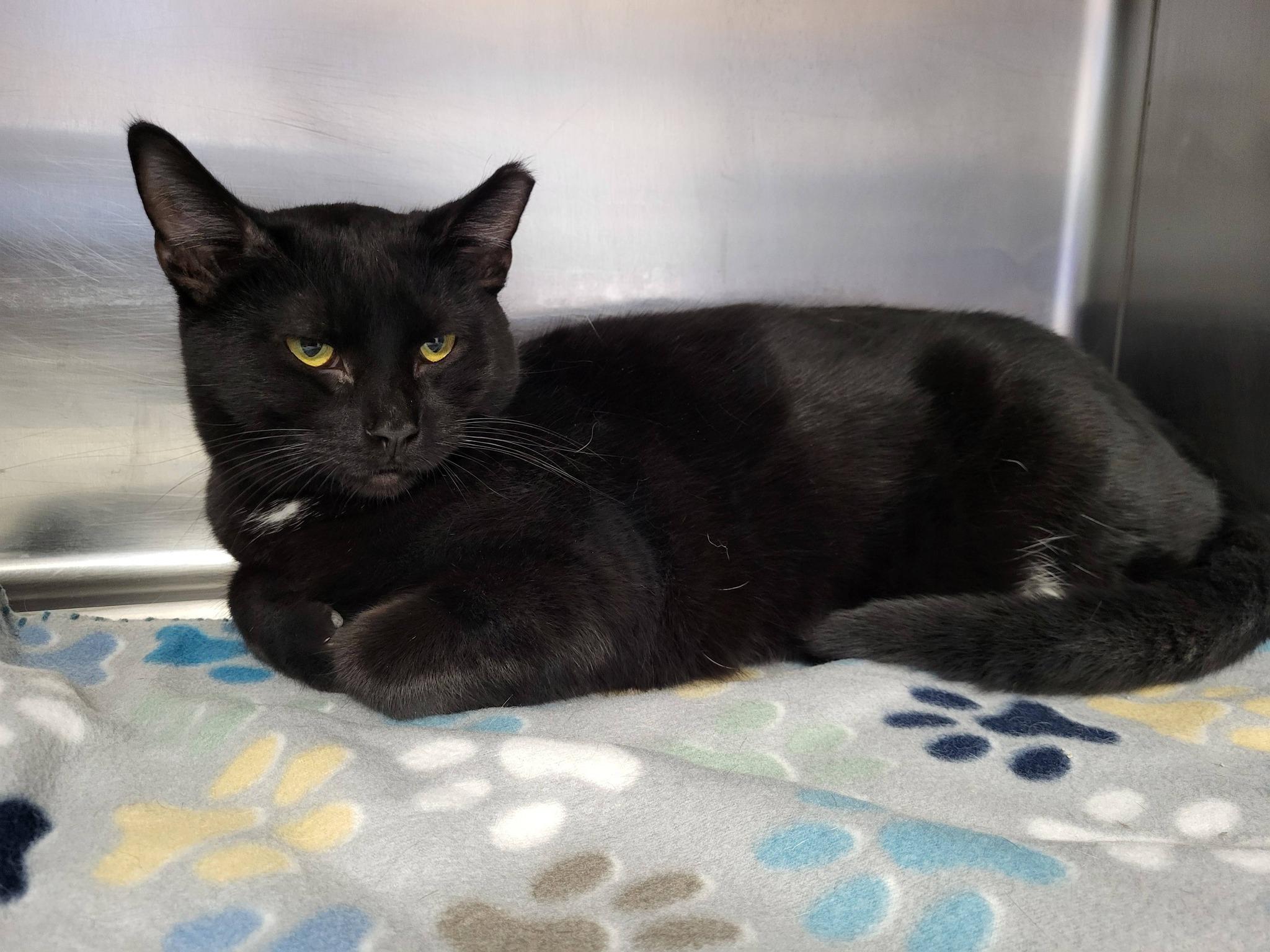 Mikey, a ADOPTABLE Domestic Short Hair in Chilton, WI image 4/5