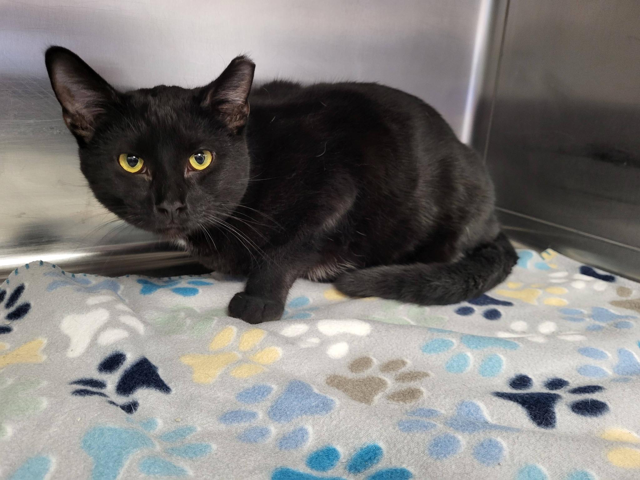 Mikey, a ADOPTABLE Domestic Short Hair in Chilton, WI image 2/5