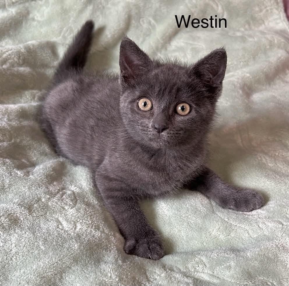 Enlarge Westin at PetSmart, a Adoptable Russian Blue in Livonia, MI image 2/5