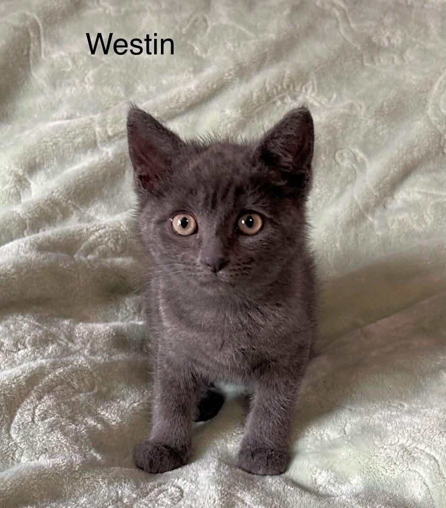 Enlarge Westin at PetSmart, a Adoptable Russian Blue in Livonia, MI image 4/5