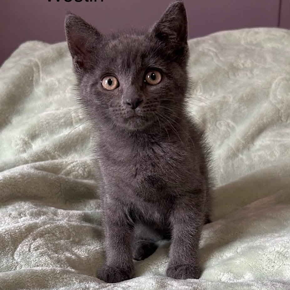 Westin at PetSmart, Adoptable, Kitten Male Russian Blue.