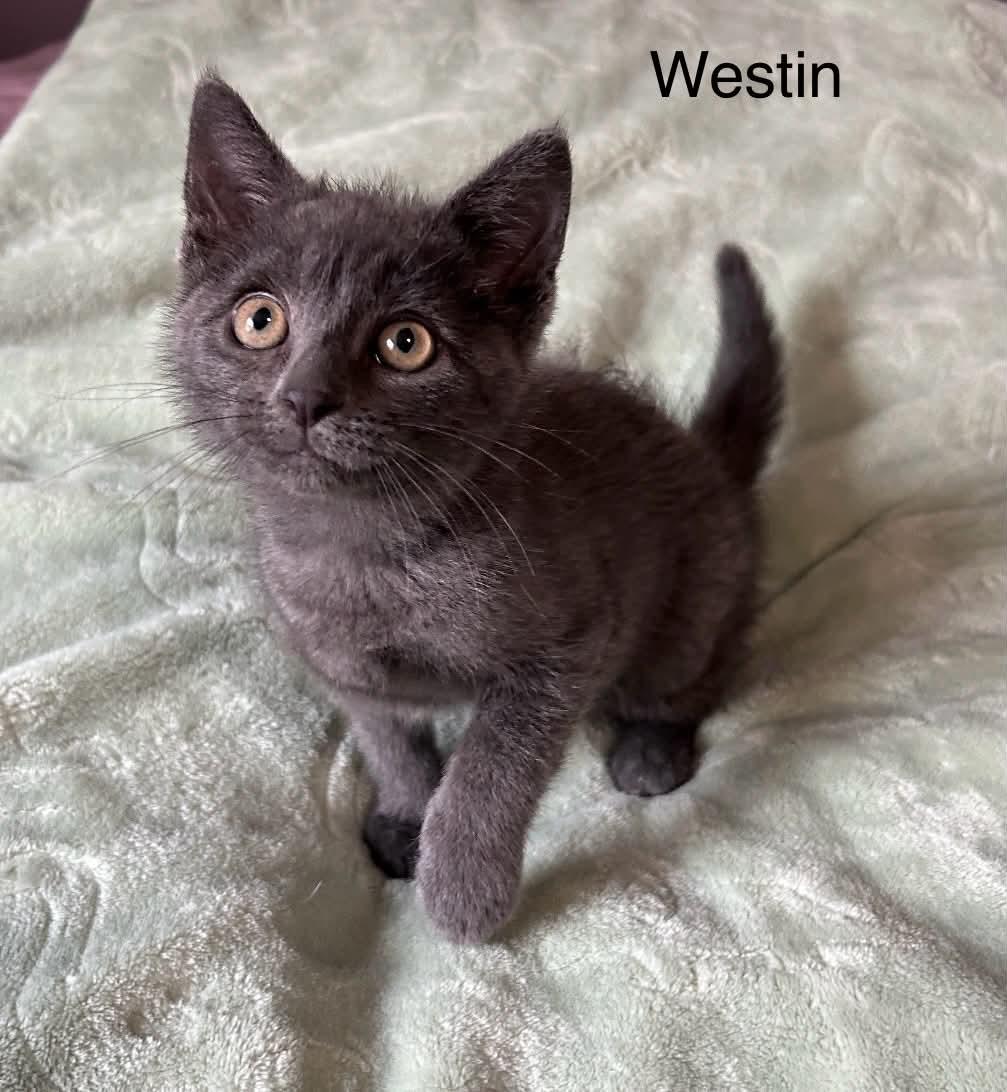Enlarge Westin at PetSmart, a Adoptable Russian Blue in Livonia, MI image 3/5