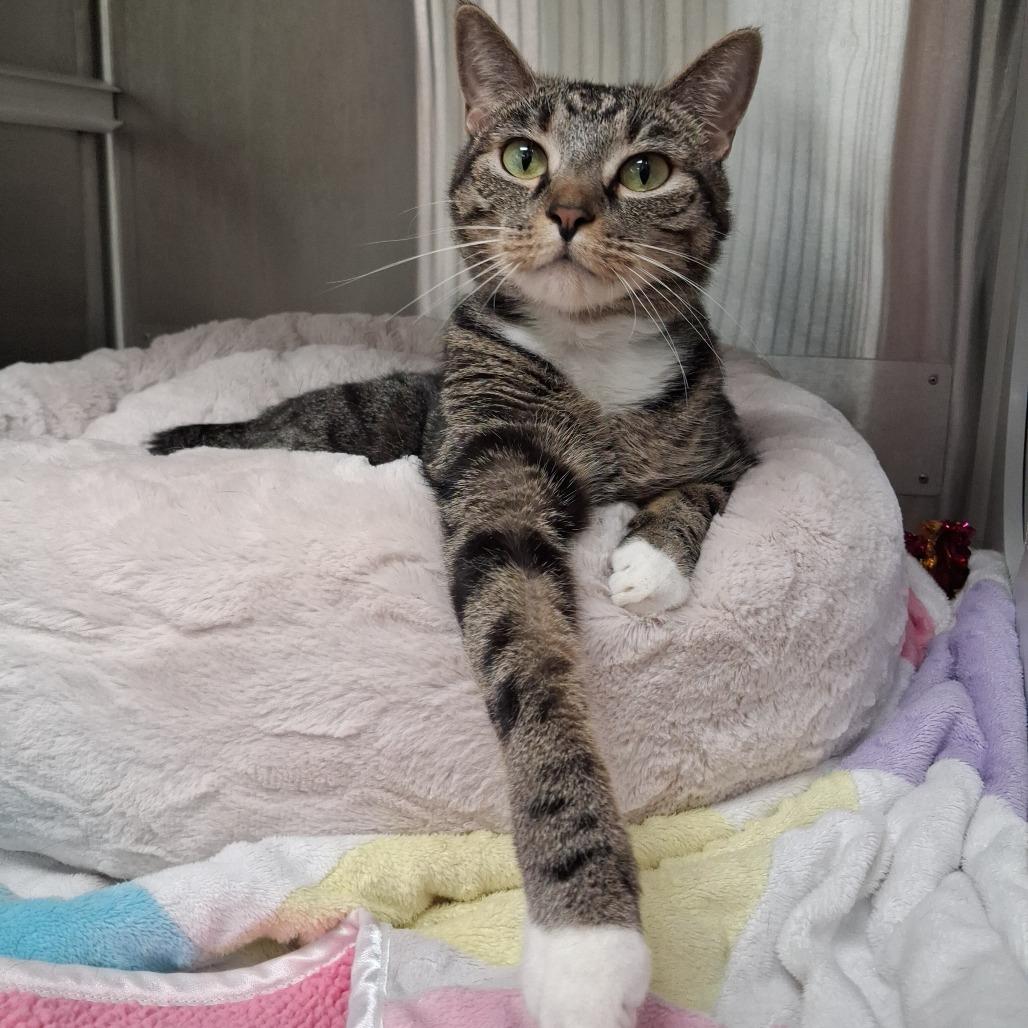 Alice, Adoptable, Adult Female Domestic Short Hair.