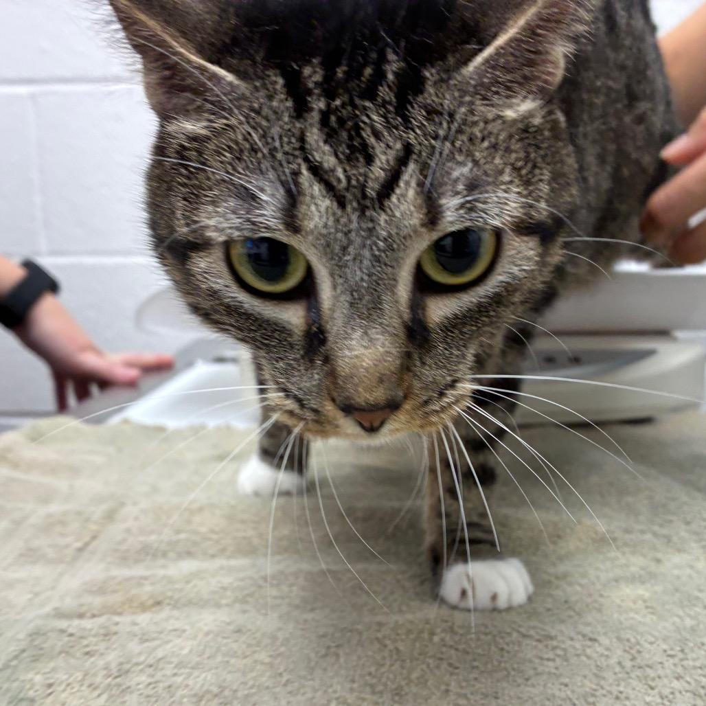 Enlarge Alice, a Adoptable Domestic Short Hair in Corpus Christi, TX image 2/2