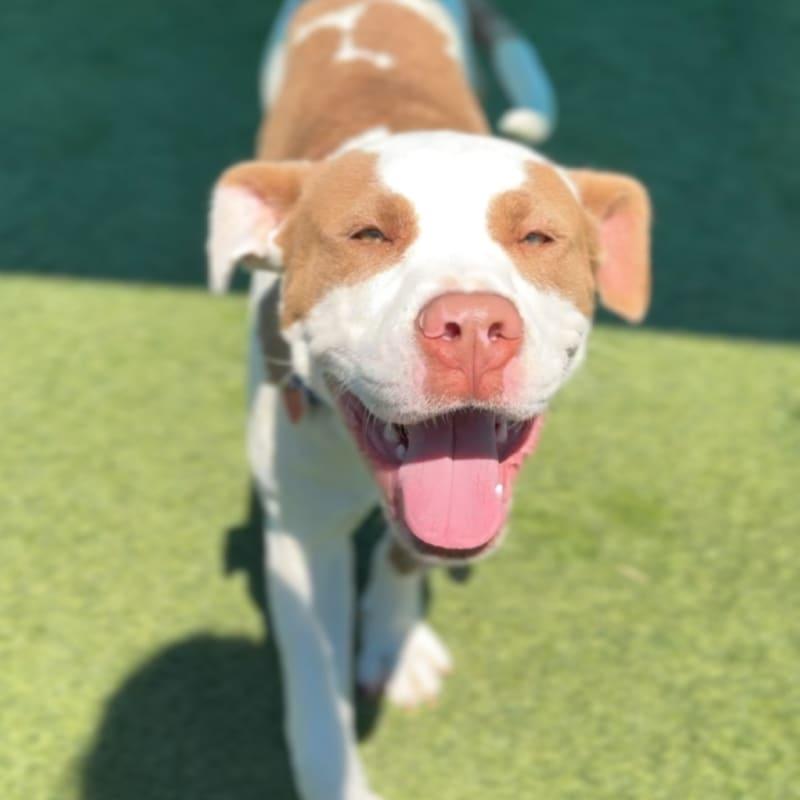 Pops, a ADOPTABLE mixed breed in Copiague, NY image 3/5
