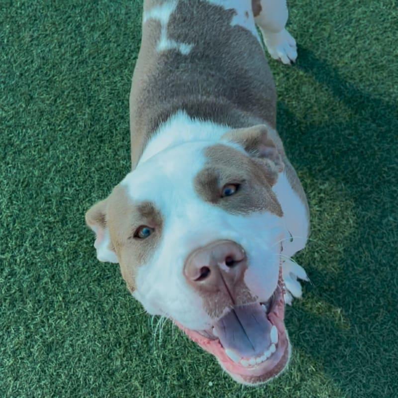 Pops, a ADOPTABLE mixed breed in Copiague, NY image 2/5