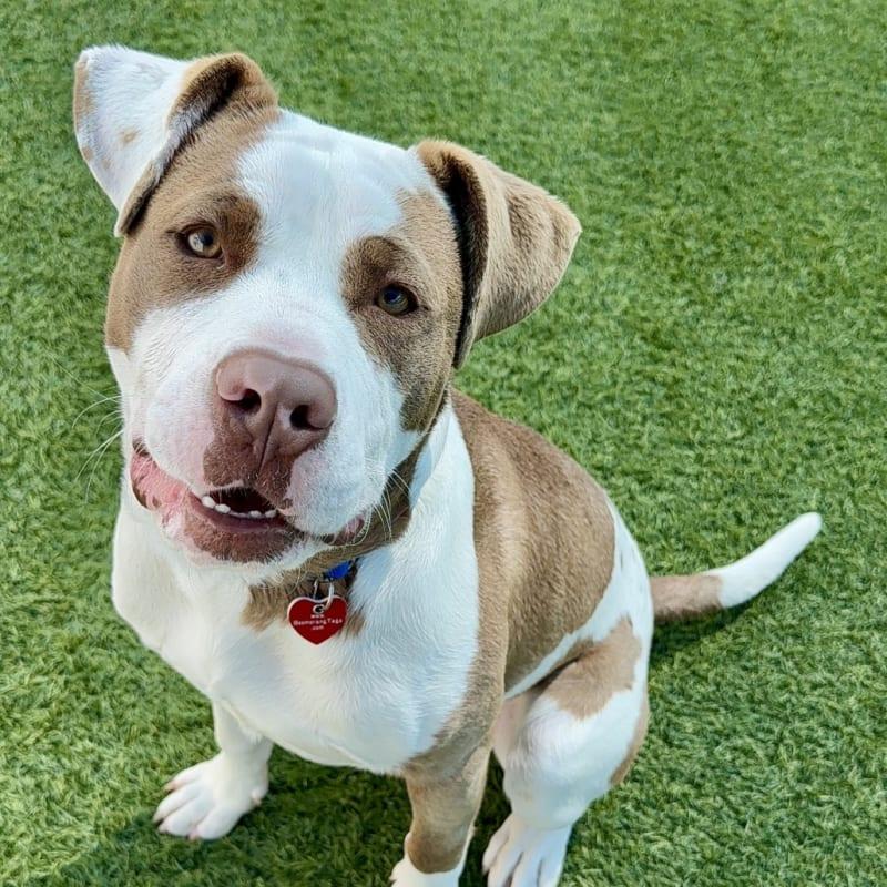 Pops, a ADOPTABLE mixed breed in Copiague, NY image 4/5