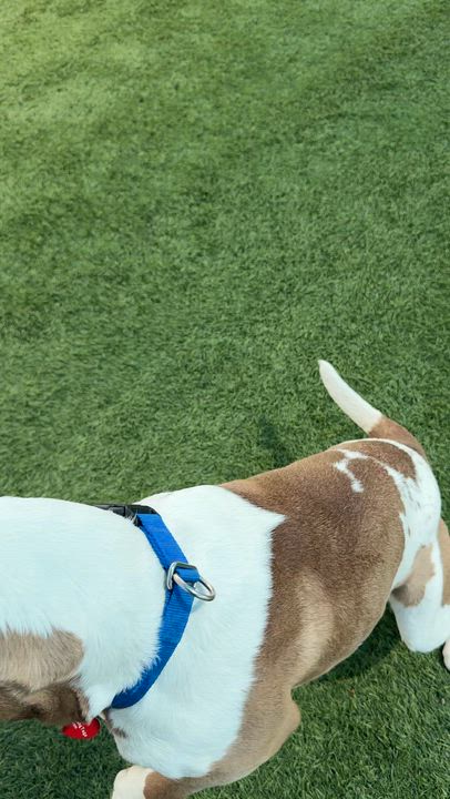 Enlarge Pops, a ADOPTABLE mixed breed in Copiague, NY video 5/5