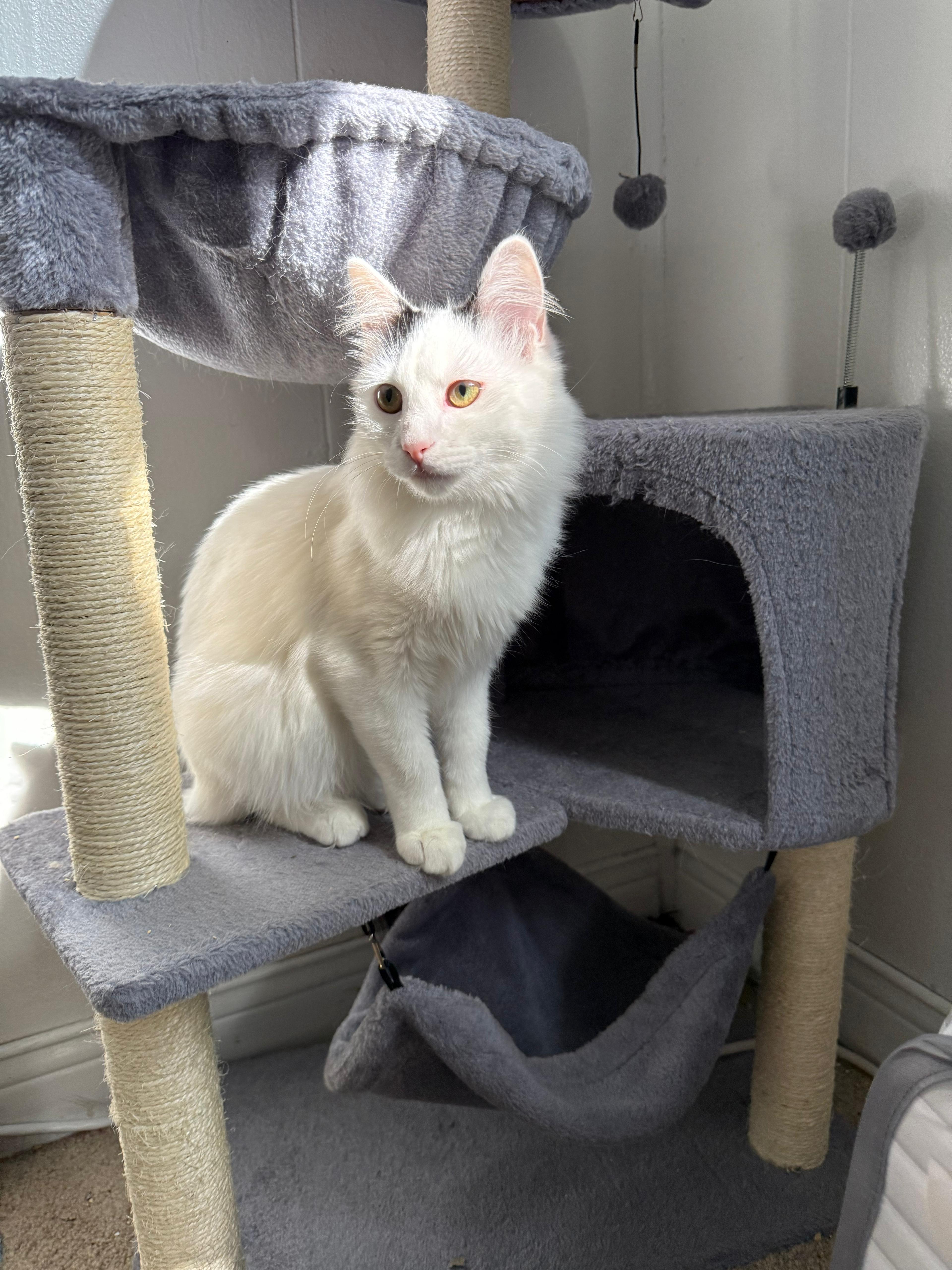 Biscuit, a other Domestic Long Hair in Richmond, KY image 3/4