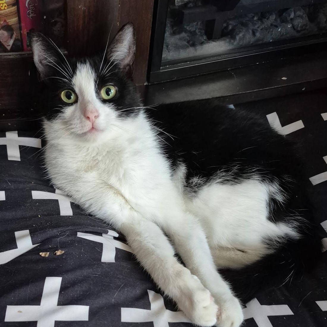 Muni, Adoptable, Young Female Domestic Short Hair.