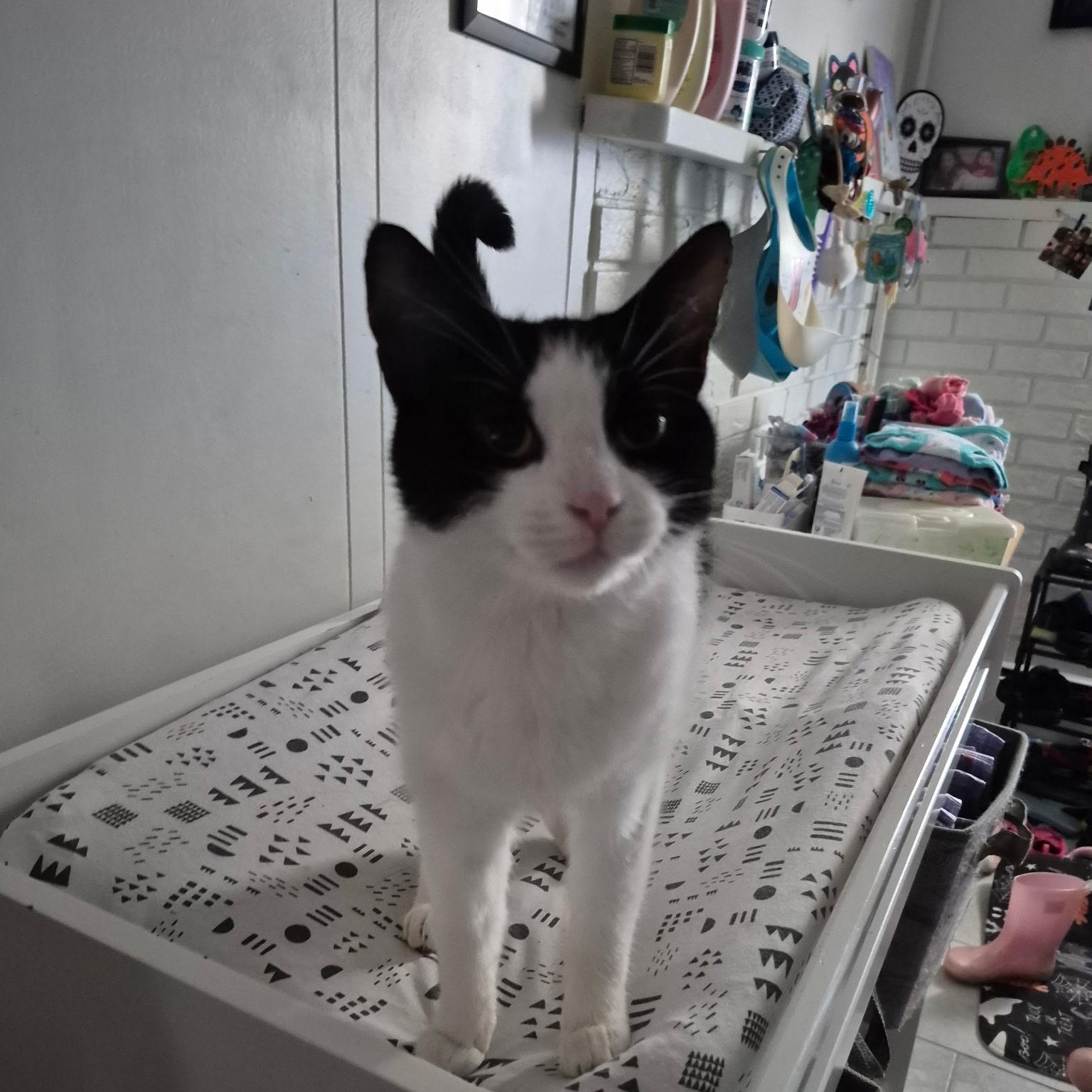Enlarge Muni, a Adoptable Domestic Short Hair in Philadelphia, PA image 2/5