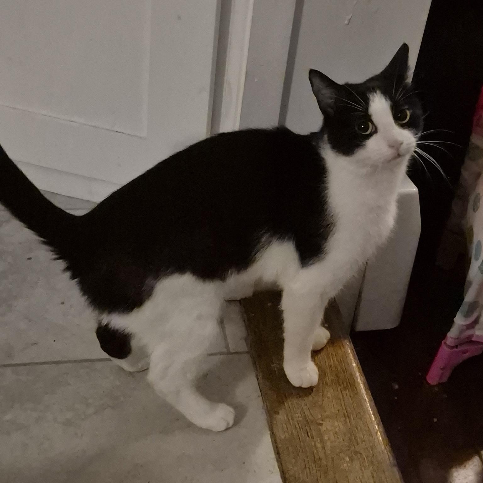 Enlarge Muni, a Adoptable Domestic Short Hair in Philadelphia, PA image 3/5