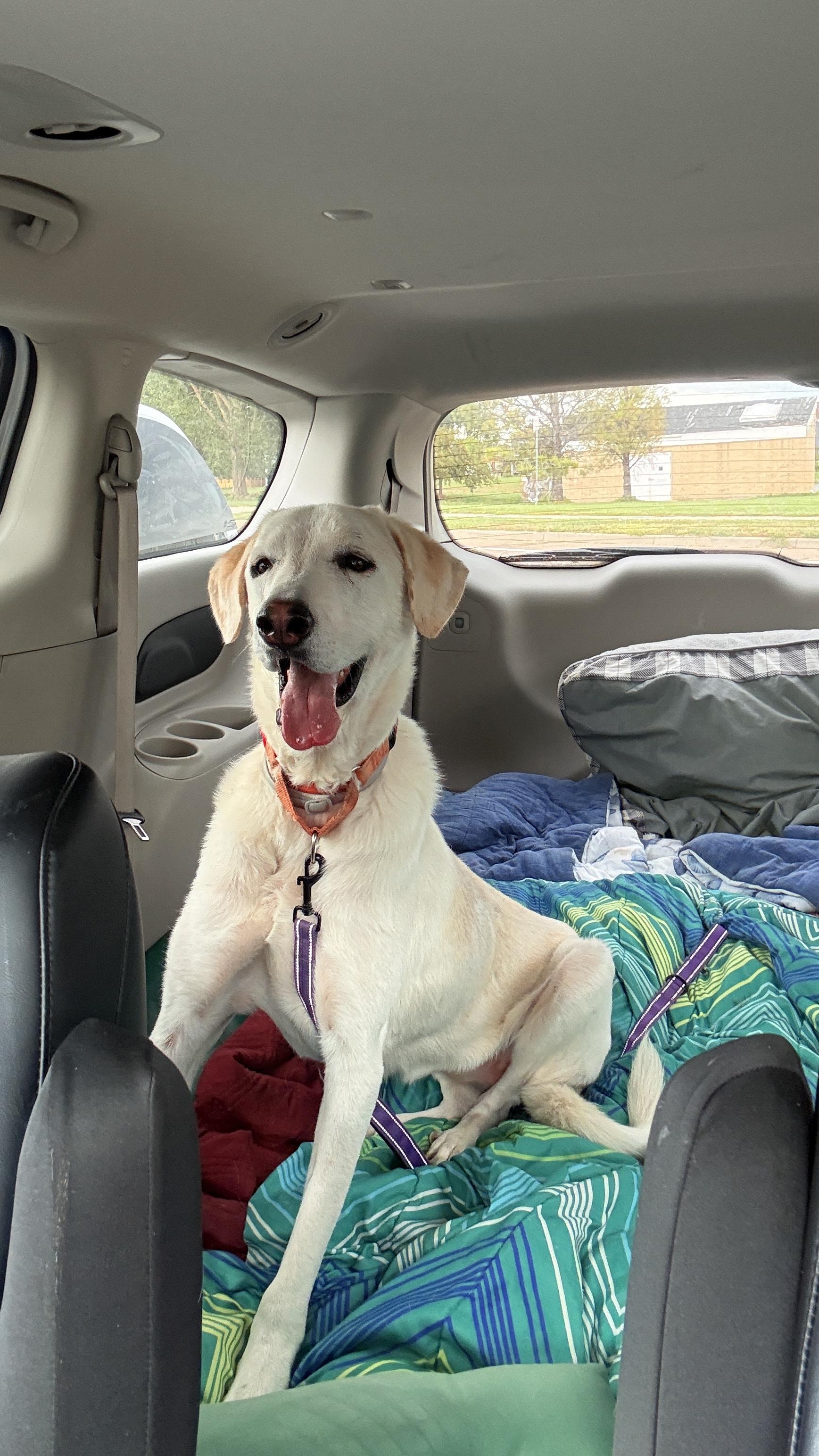 Rain, Adoptable, Young Female Great Pyrenees & Anatolian Shepherd.
