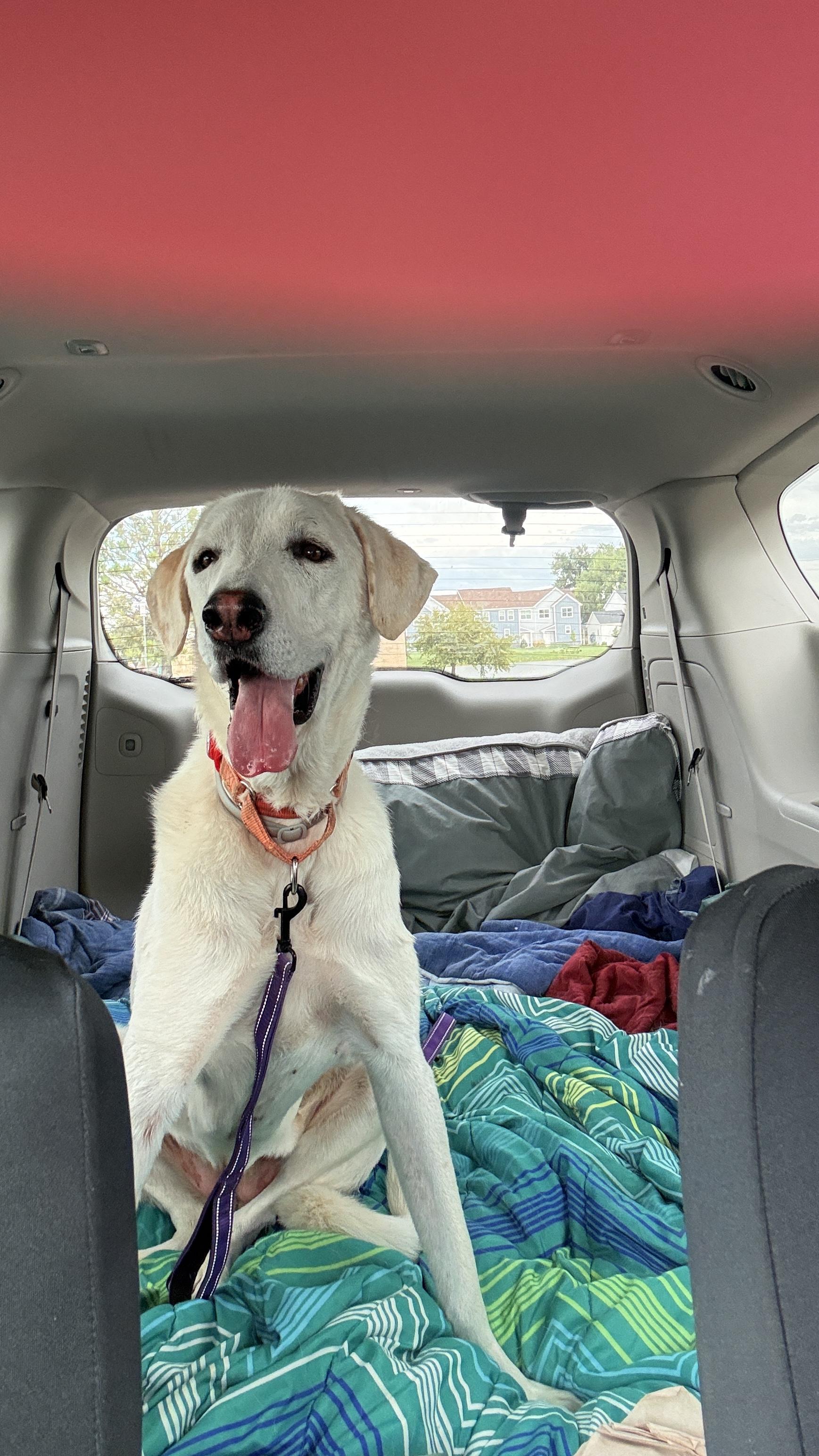 Enlarge Rain, a Adoptable mixed breed in Windsor, CO image 4/6