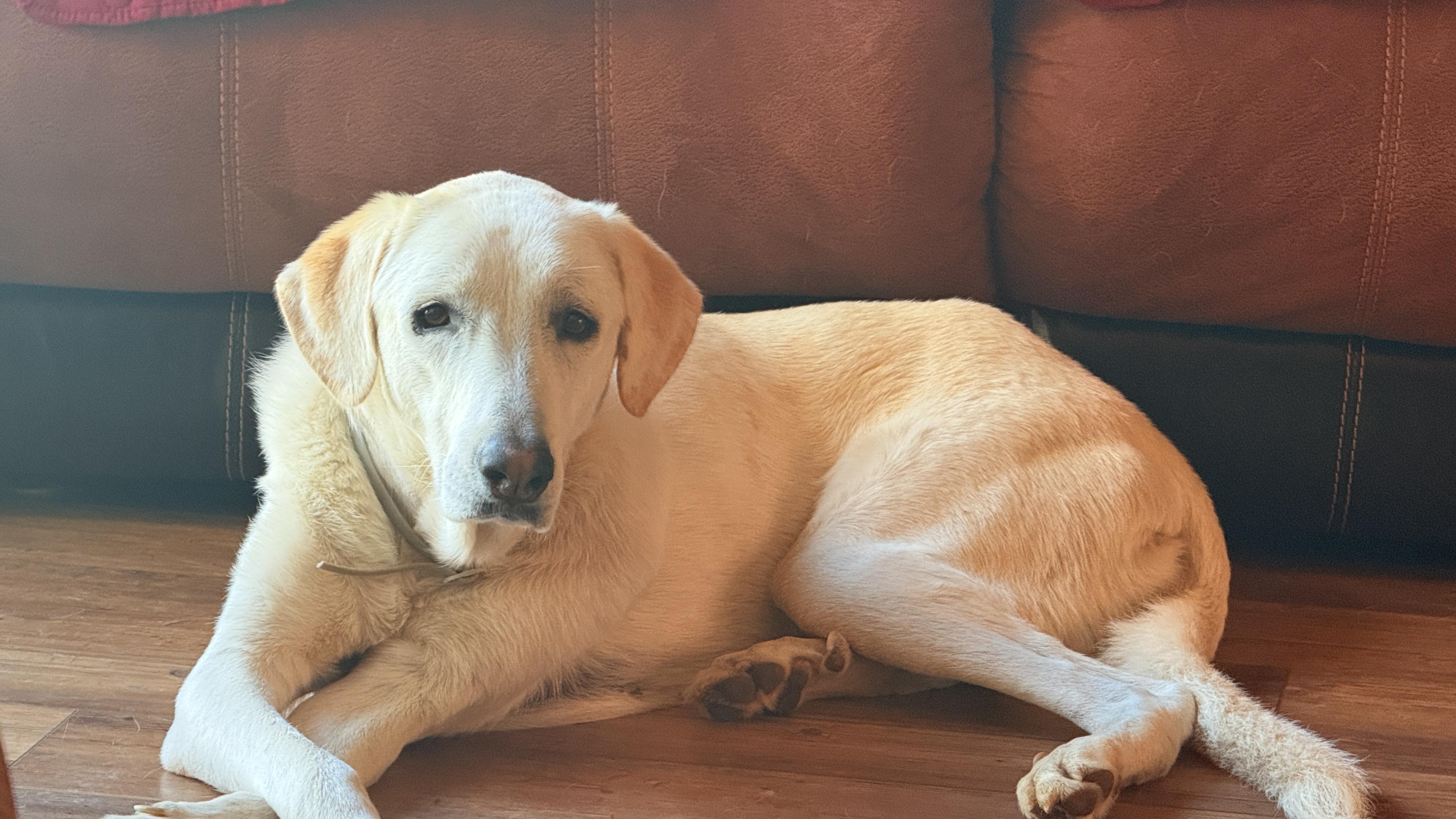 Rain, a Adoptable mixed breed in Windsor, CO image 3/6