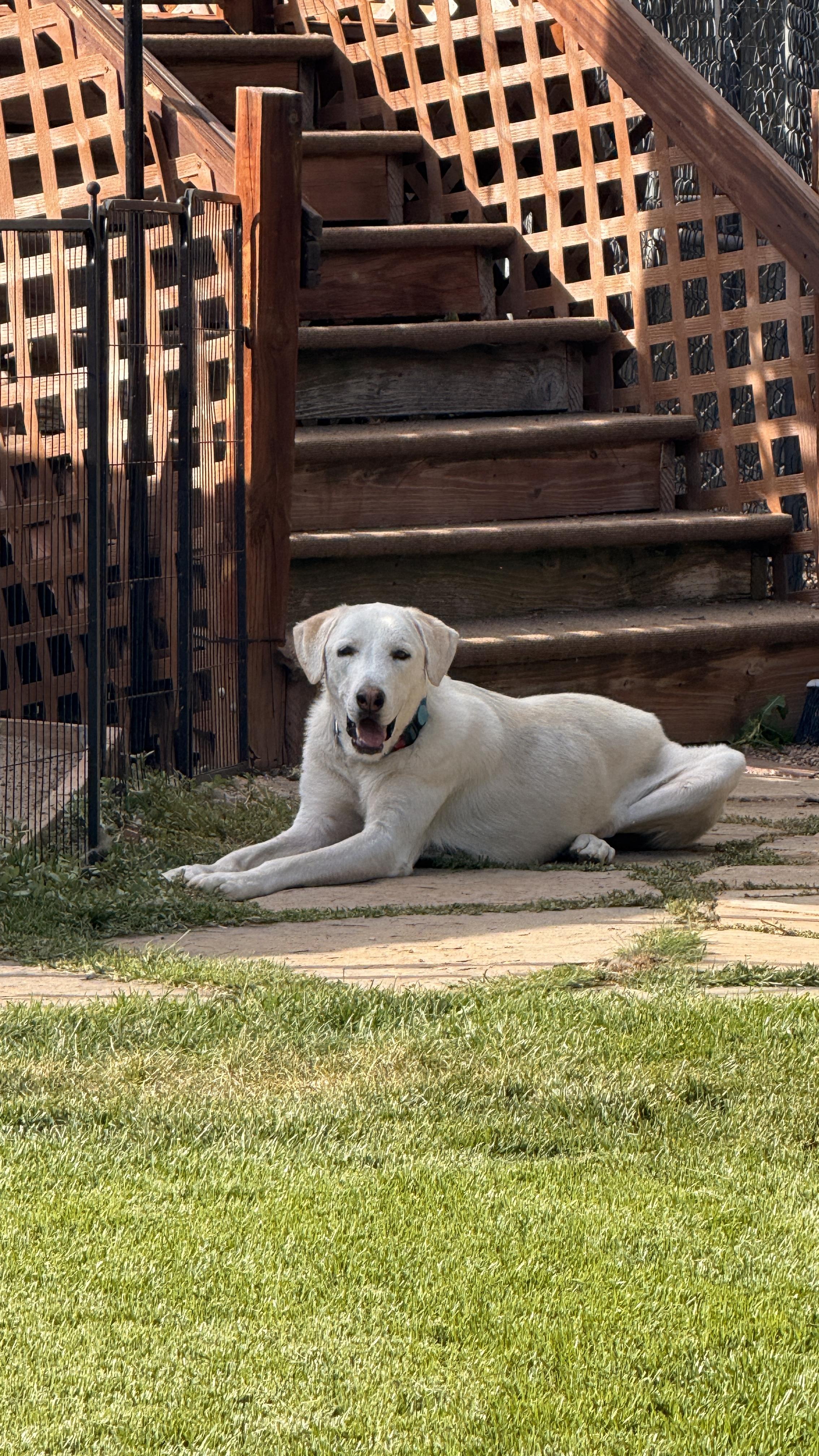 Rain, a Adoptable mixed breed in Windsor, CO image 4/6