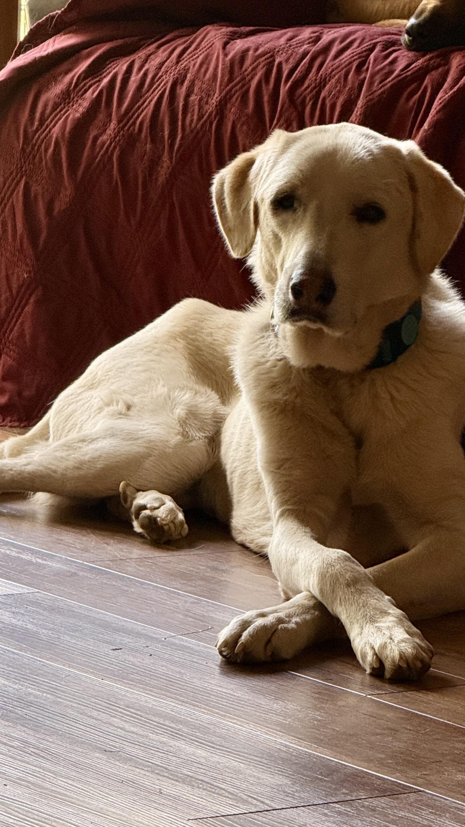 Rain, a Adoptable mixed breed in Windsor, CO image 5/6