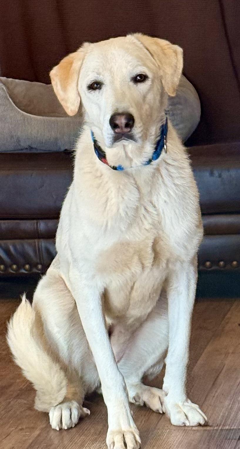 Rain, a Adoptable mixed breed in Windsor, CO image 6/6