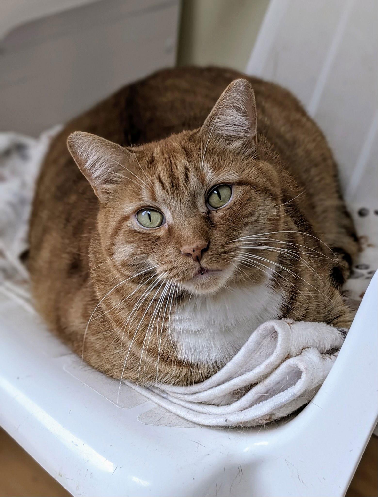 Trader Joe (IN FOSTER), Adoptable, Young Male Domestic Short Hair.