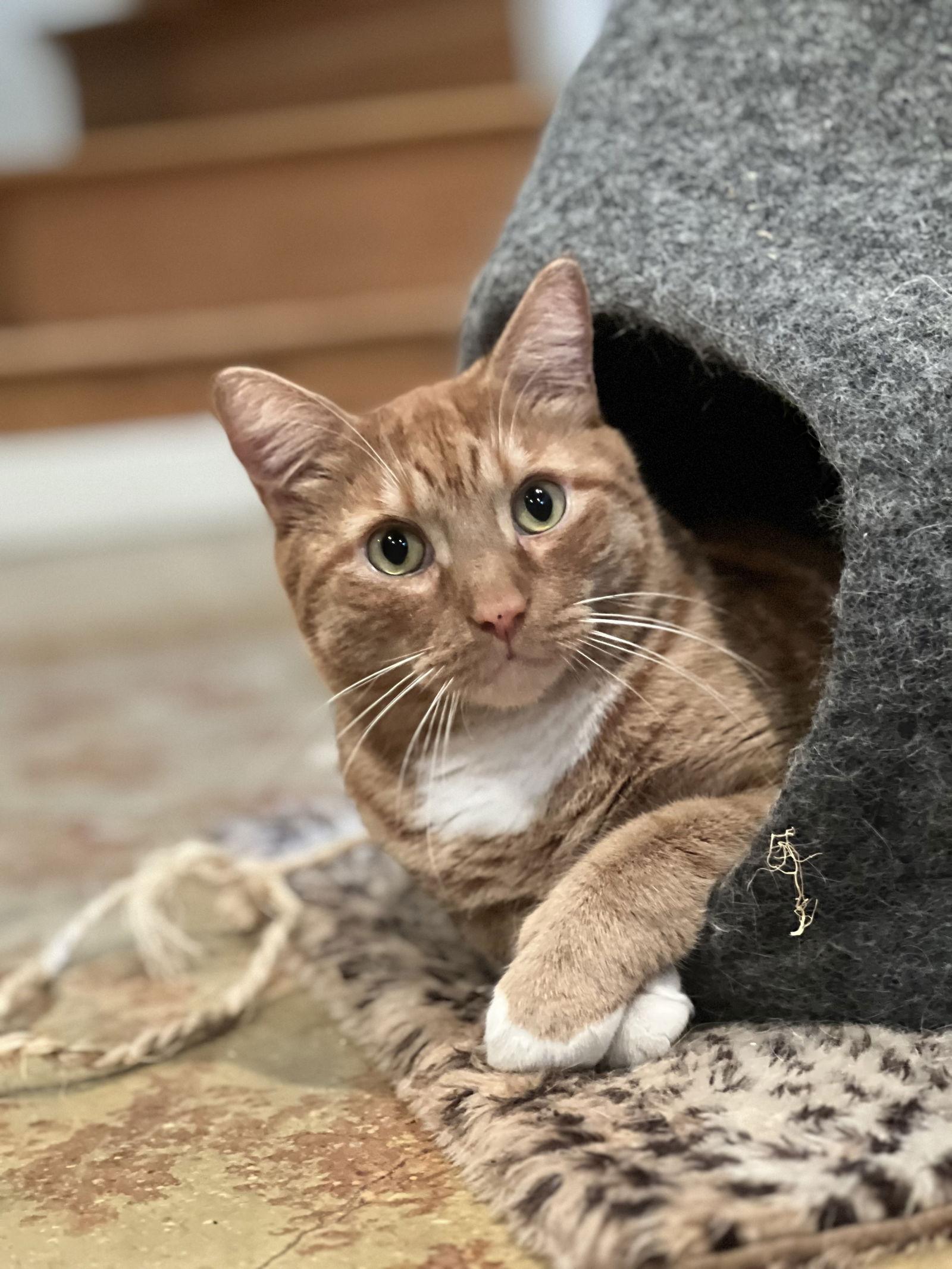 Trader Joe (IN FOSTER), a Adoptable Domestic Short Hair in Alexandria, VA image 2/3