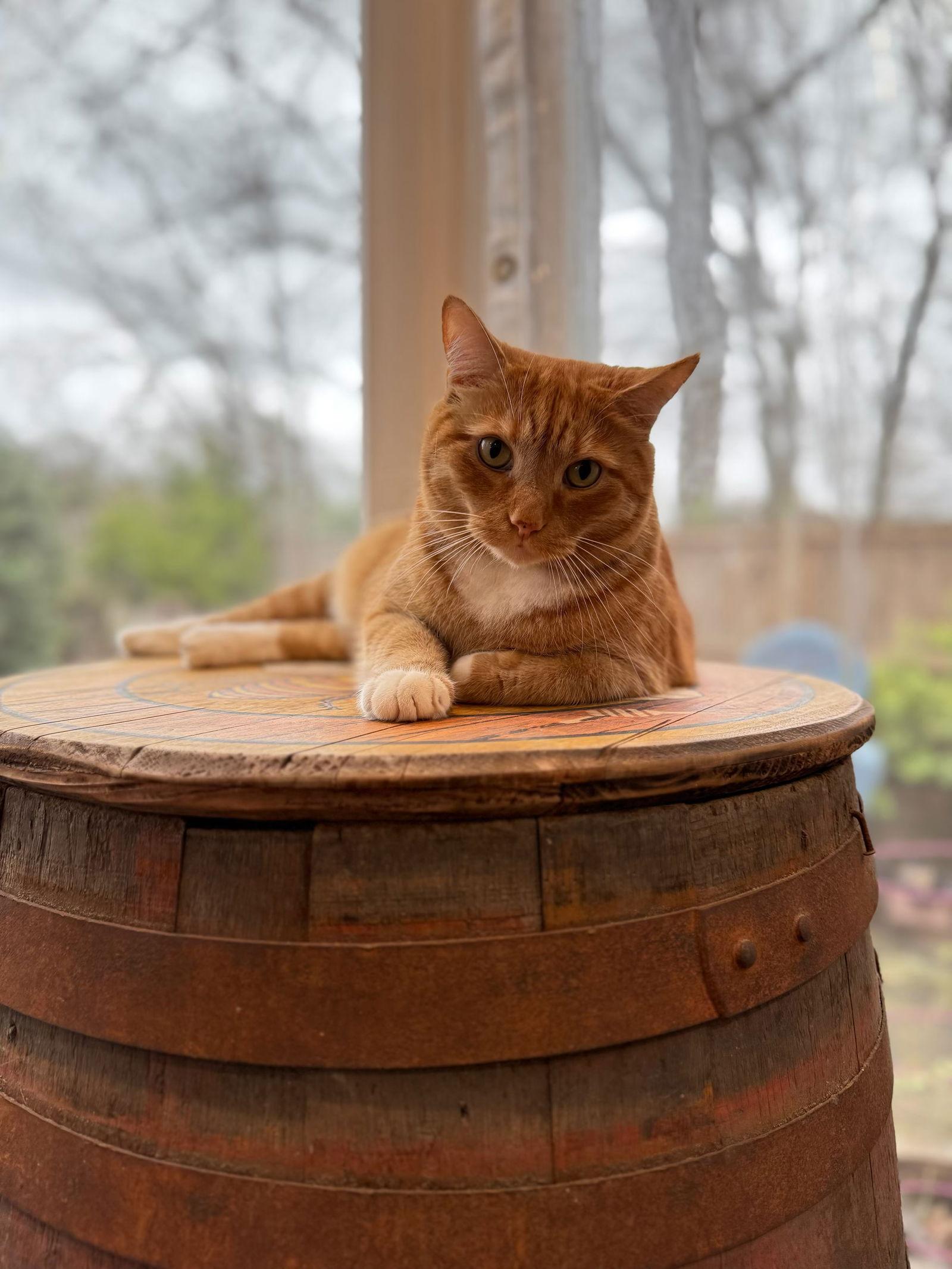Trader Joe (IN FOSTER), a Adoptable Domestic Short Hair in Alexandria, VA image 3/3