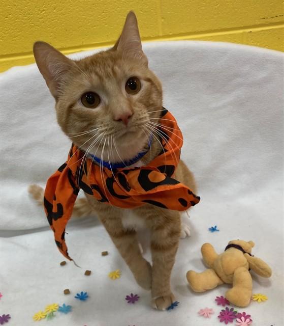 Beckett- Lovebug, ADOPTABLE, Adult Male Tabby & Domestic Short Hair.