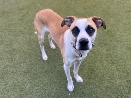 Hawthorne, Adoptable, Adult Male Cattle Dog & Mixed Breed.