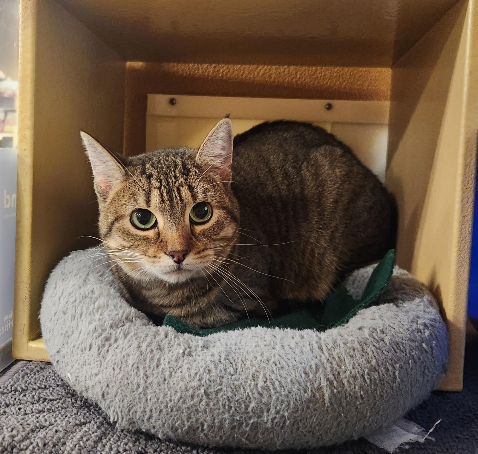 Bankie, Adoptable, Adult Female Domestic Short Hair.
