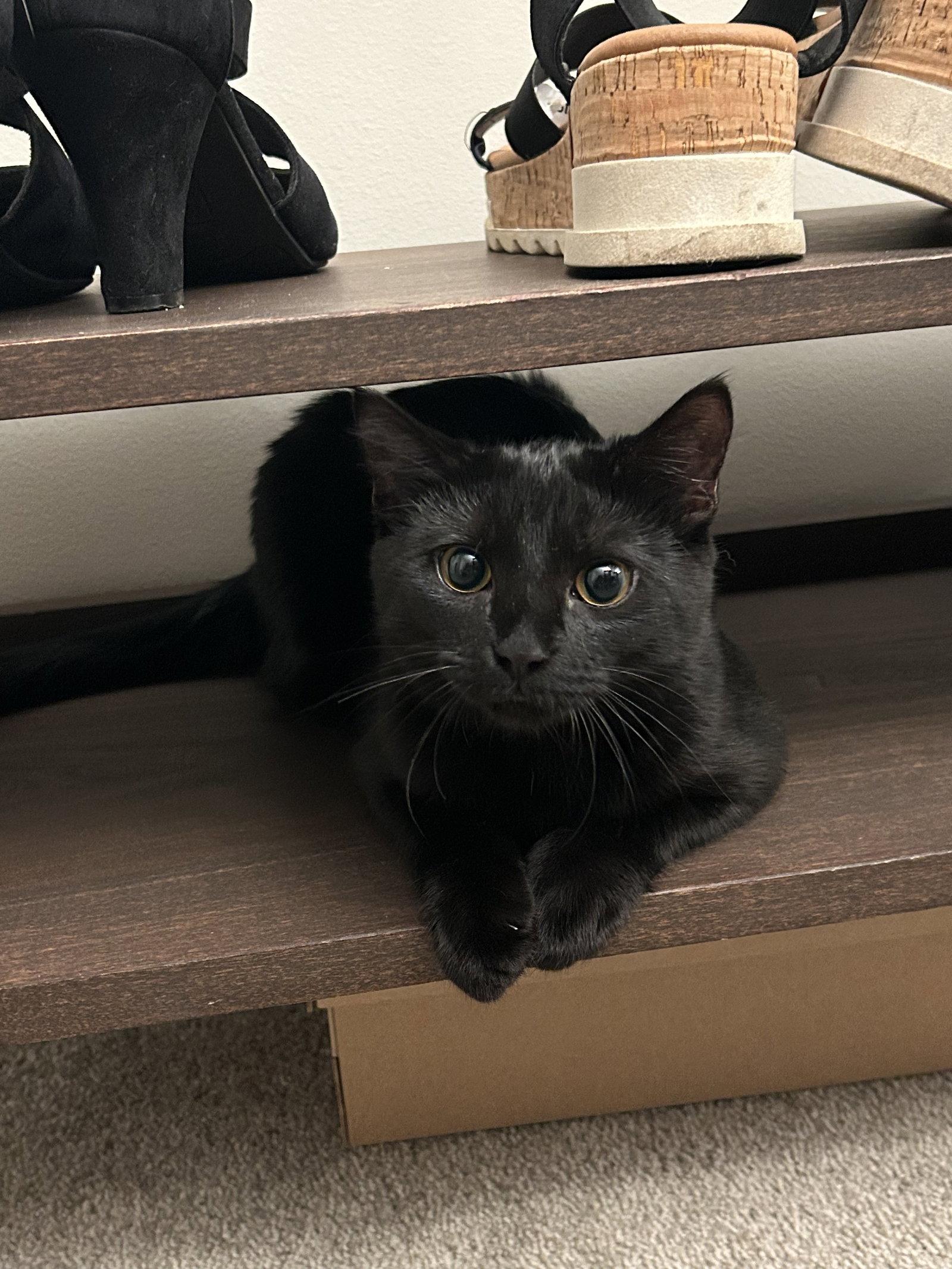 Enlarge Boo  - Complimentary posting, a Adoptable Domestic Short Hair in Alpharetta, GA image 1/3