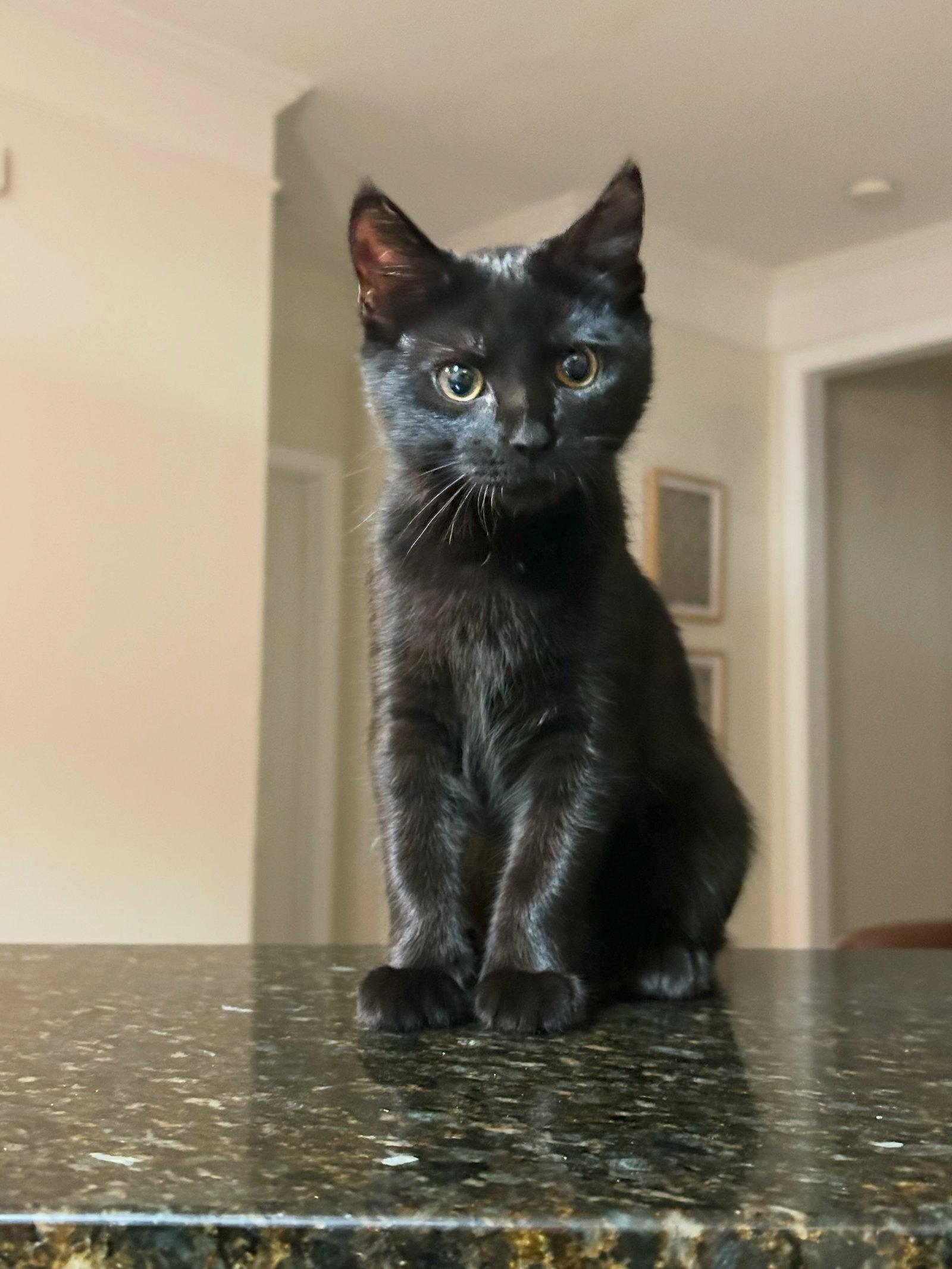 Enlarge Boo  - Complimentary posting, a Adoptable Domestic Short Hair in Alpharetta, GA image 2/3